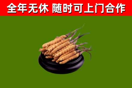 长治烟酒回收冬虫夏草.jpg